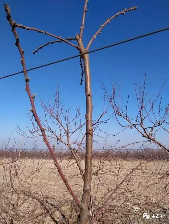 桃树长放修剪好、还是短截修剪好?