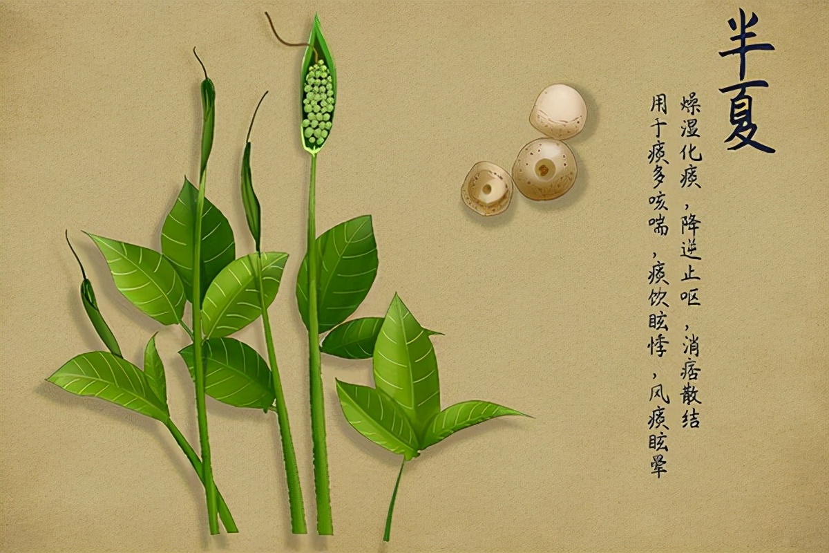 胃气上逆喉咙有异物感有白痰,胃里有痰头晕恶心的解决办法