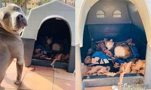 比特犬把哈士奇按在地上,比特犬把小崽叼给主人视频