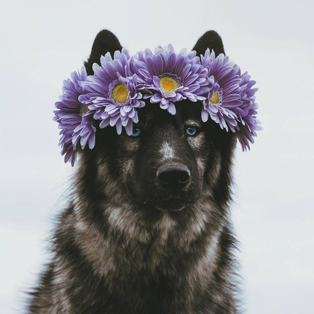 哈士奇狗狗的头绘画,金毛狗狗绘画图片