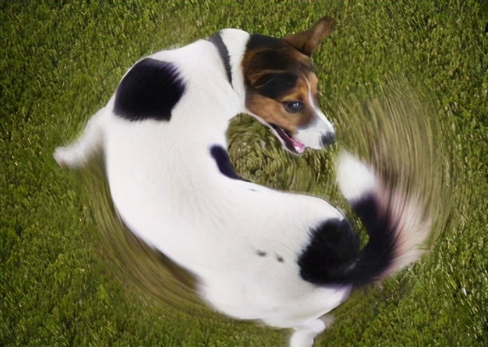 狗大便前为什么要转圈圈,为什么狗拉屎前转圈圈