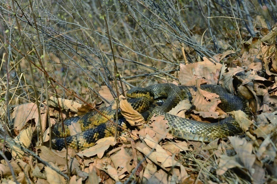 生平第一次见到的蛇,认识全世界的蛇
