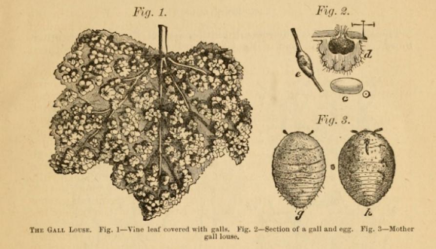 葡萄酒产区分布图高清大图,波尔多著名的甜白葡萄酒产区