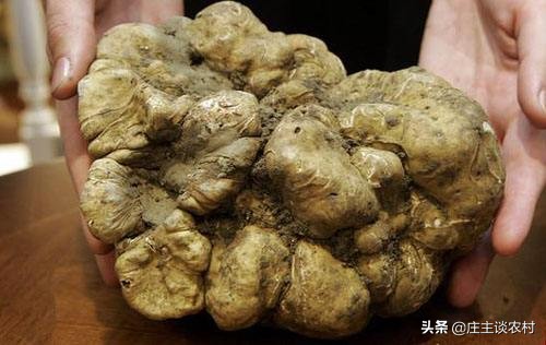 世界上最贵的几种食材有哪些,世界上最贵最顶级的食材