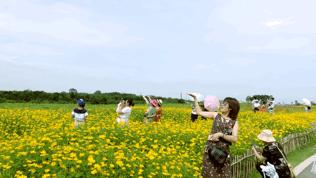 成都空港花田什么时候去最好看,双流空港花田这两天去好耍不