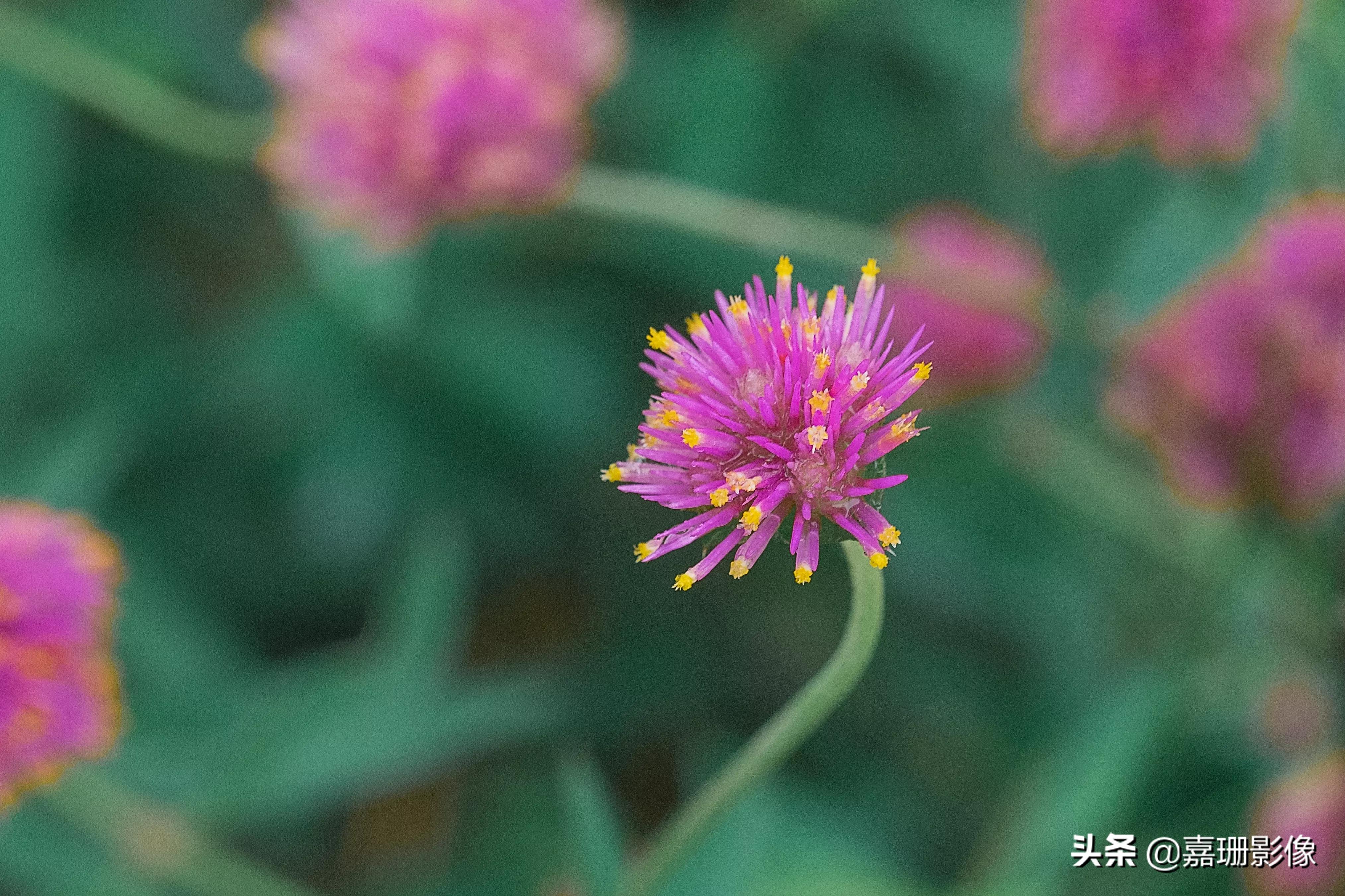 看看花容,听听花语2020年我镜头里的百种花卉