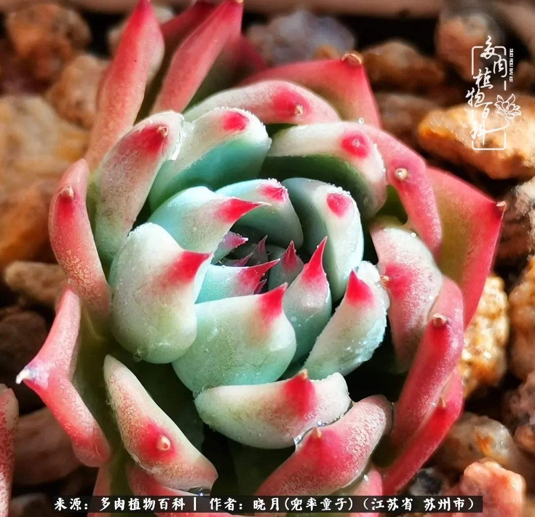 六年时间环游22个国家，却被多肉小萌物征服