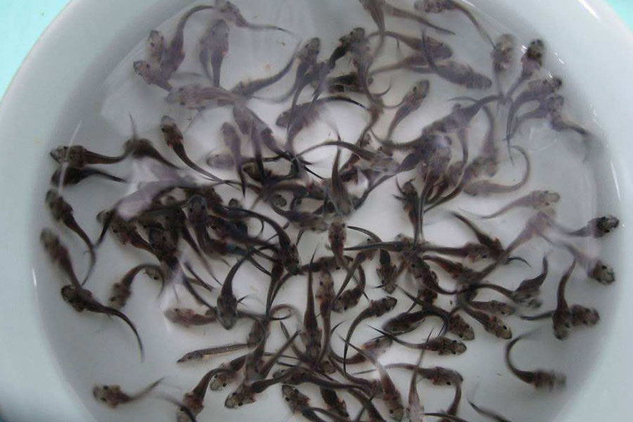 美味的鲟鱼怎么养殖,保持干净的水质,根据体重合理投喂