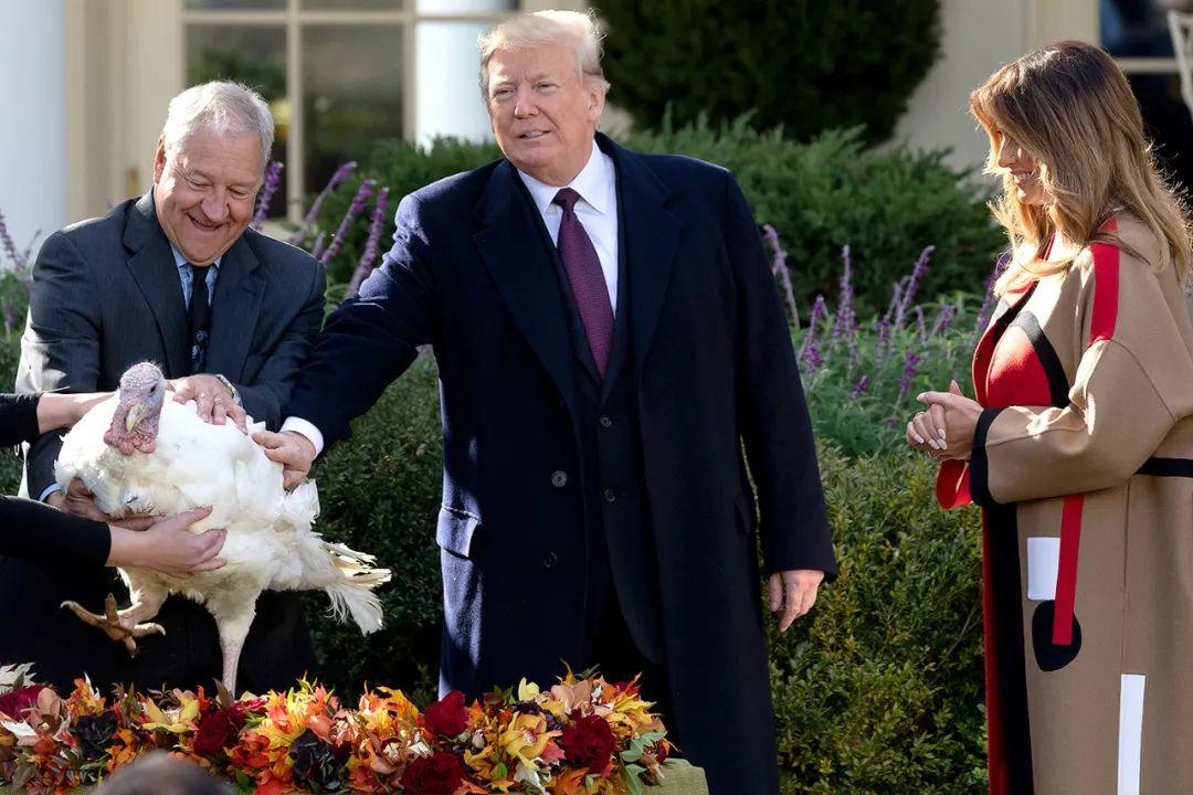 冷知识火鸡,火鸡的冷知识