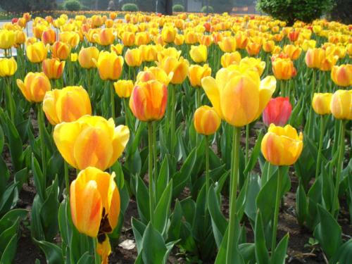 郁金香植物大全,观花喇叭郁金香