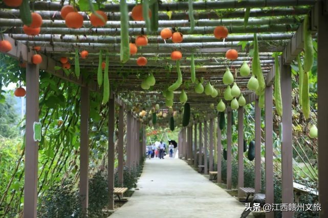 江西森林马拉松赛大余站第一名,江西森林马拉松系引赛靖安站