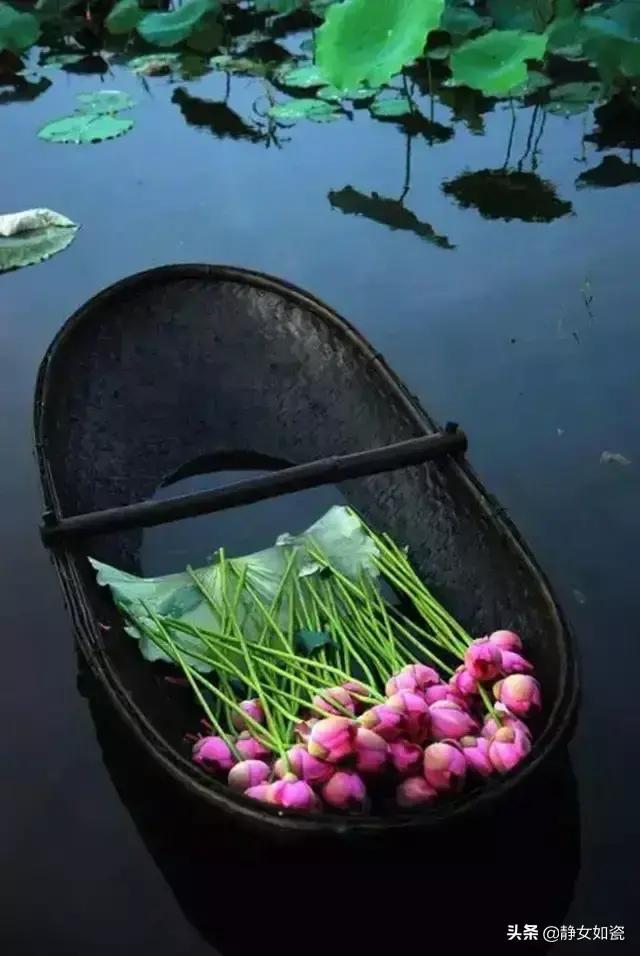 七绝夏日风光,七绝湖上白鹭翩翩飞