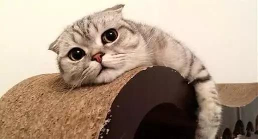 猫咪会舍不得离开主人吗,猫咪长时间离开主人会有什么反应