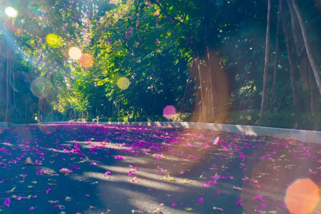 三亚轻奢度假酒店,三亚十大最豪华的度假别墅