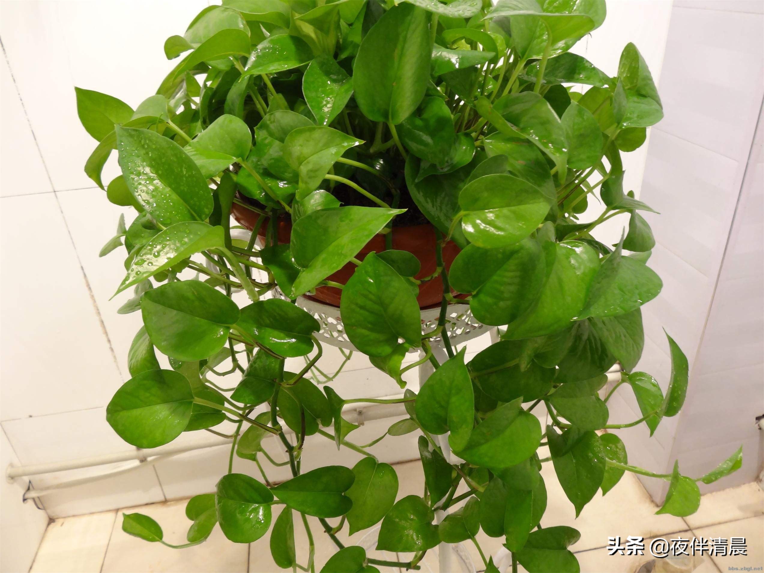 绿萝喜欢喝这三种水绿萝长得旺盛,绿萝浇水时加点它轻松养成绿瀑布