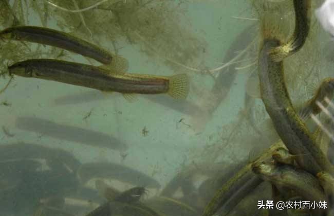 帆布池养殖泥鳅水霉病的防治,泥鳅养殖常见疾病的防治方法