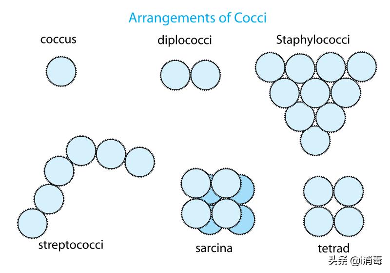 微生物中最好看的微生物,适合用来科普的微生物