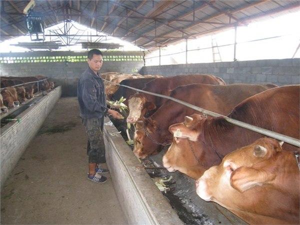 黄牛养殖技术视频播放,黄牛养殖技术书籍大全