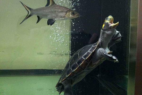 家庭水族箱热带鱼和黄头侧颈龟龟混养之入门指南