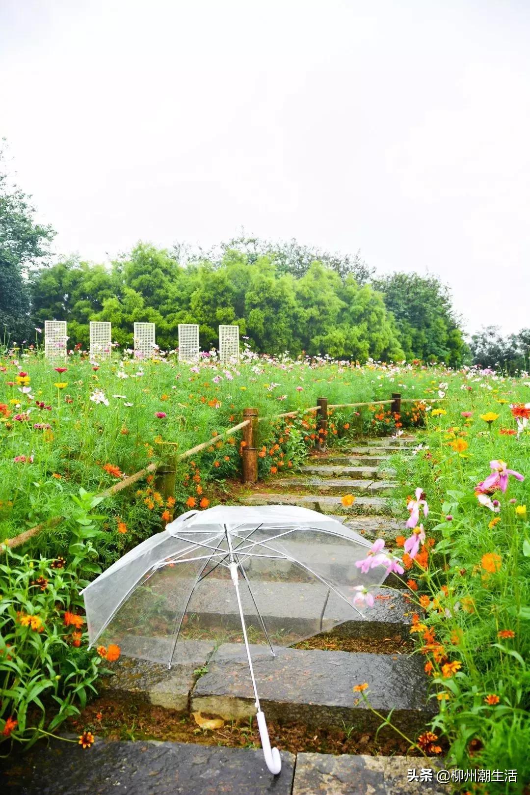 柳州哪里有免费花海,柳州花海紫荆花真实视频