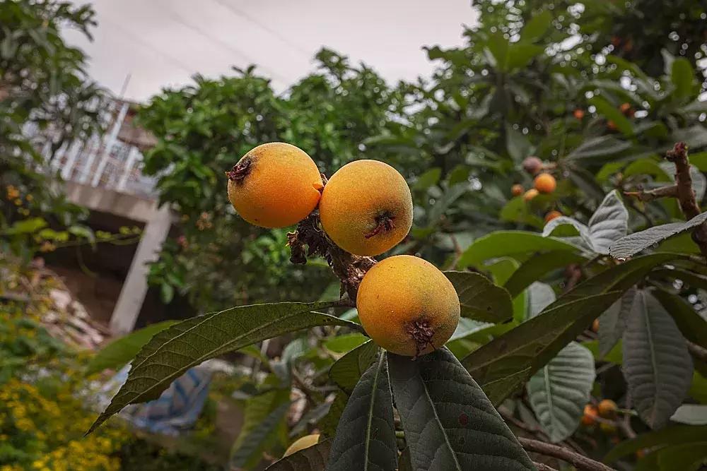 渝北枇杷正黄，冒冒失失穿越铁壁、胜保、斗碗三寨