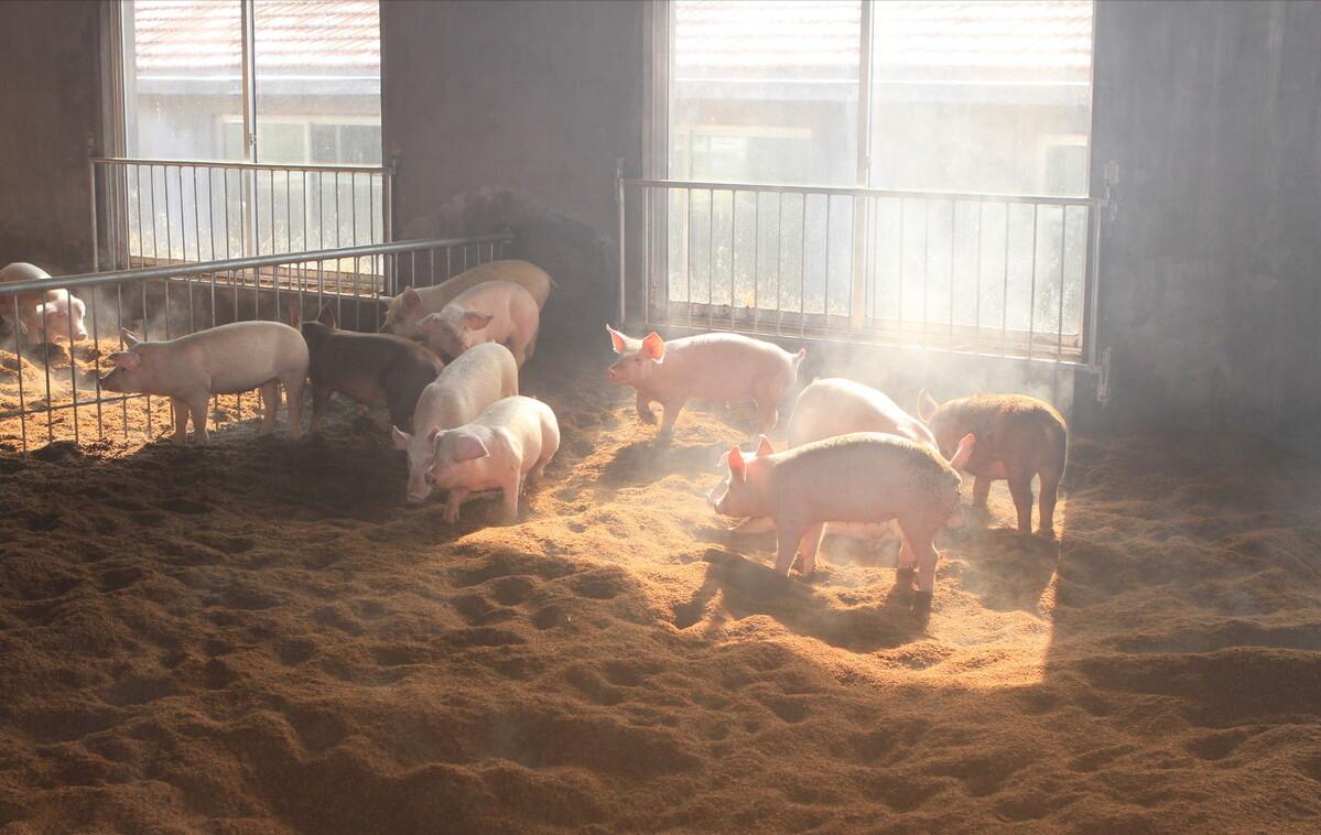 90后回村创业养生态跑山黑猪,退伍老兵回家养猪