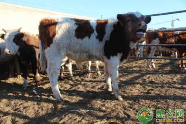 夏季养牛应该注意的一些事项,农村怎么养牛视频