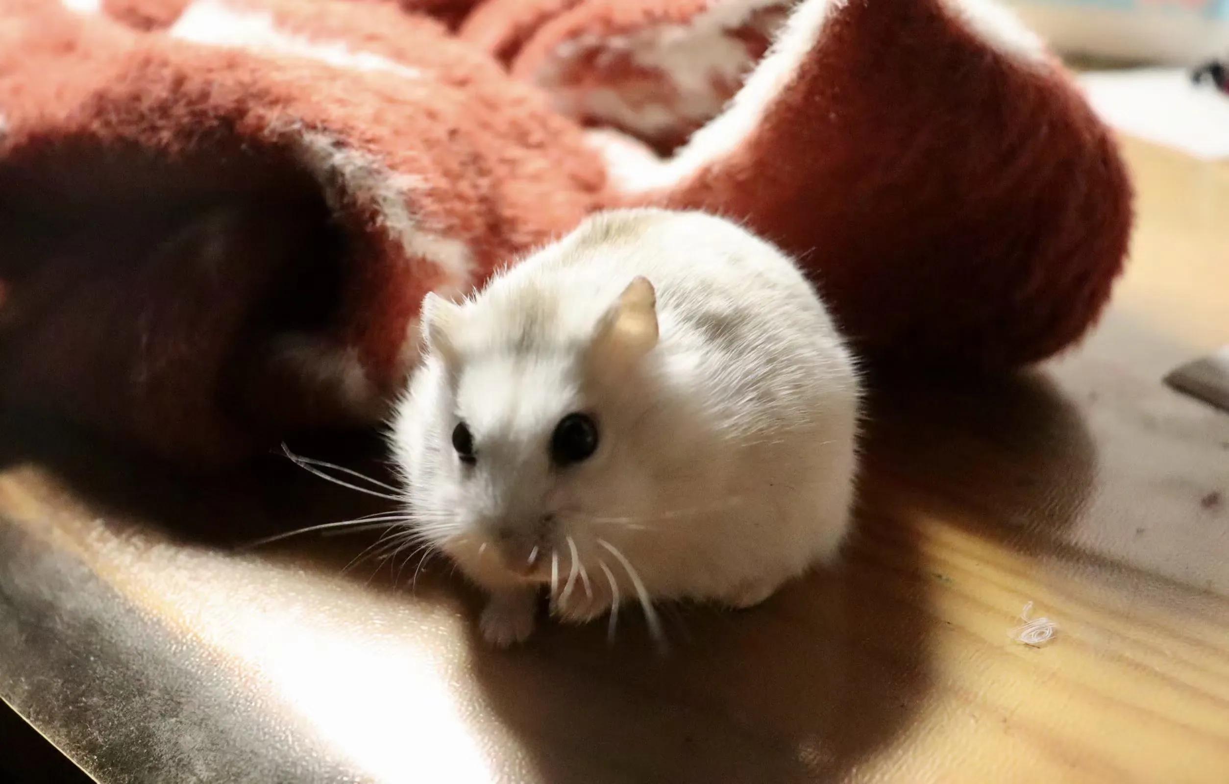 仓鼠观察记录表格,仓鼠逃亡记录视频