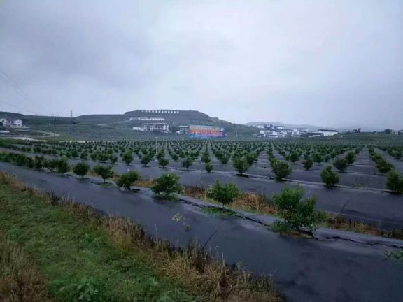 既能高效除草又能省时省力,果树地打除草药怎么省时省力