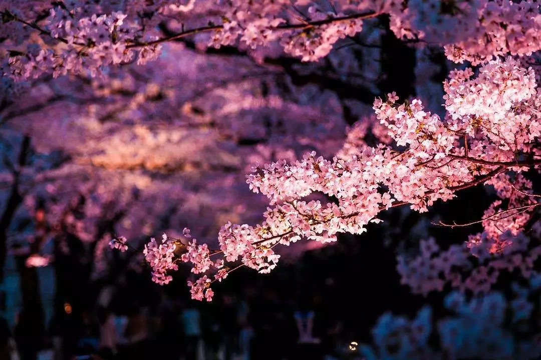 日本赏樱花前三名城市,日本樱花排行榜