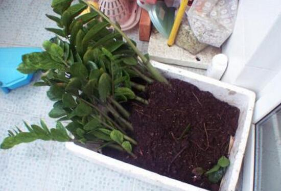 金钱树烂根了怎么急救,金钱树烂根以后怎么补救