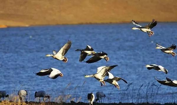 丽江拉市海骑马骗局,丽江拉市海骑马多少钱