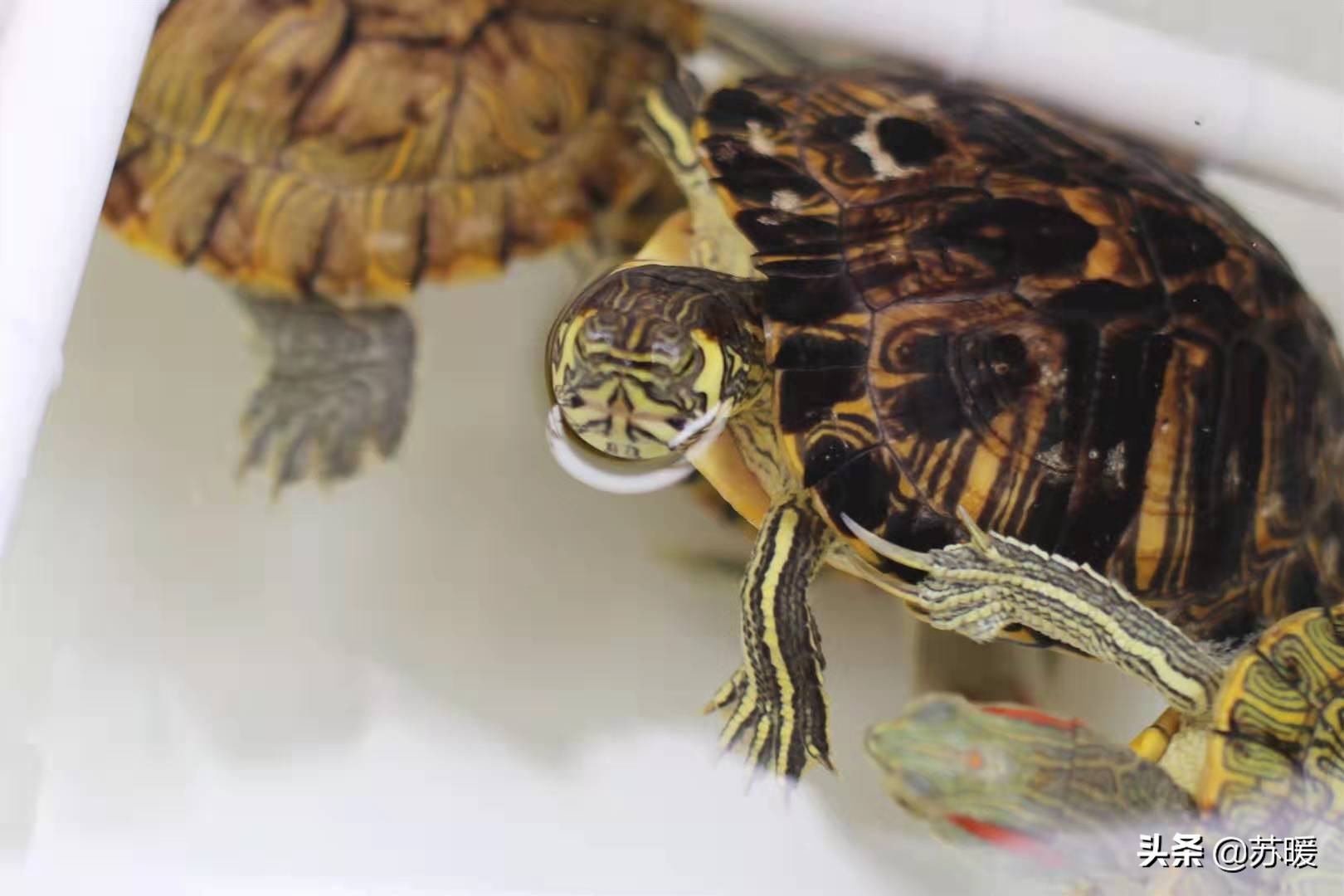 红耳巴西龟怎么养最简单的,养巴西龟的正确方法图解