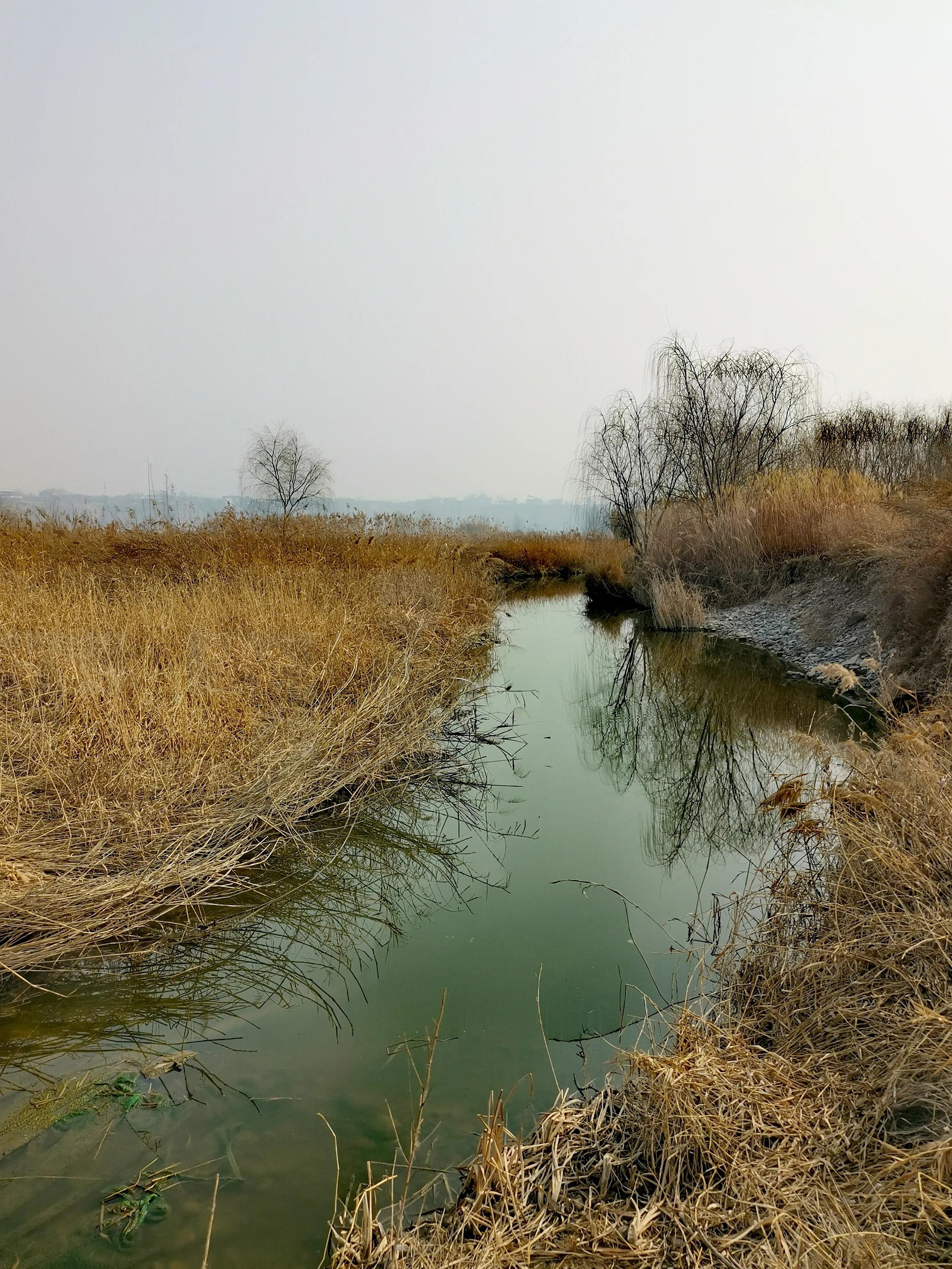 大年初一逛栎阳湖湿地公园，柳色遥看近吐绿，春归石川河！