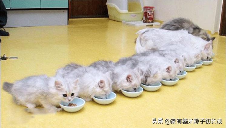 家里母猫正在生幼崽怎么处理,如何在家都能判断母猫是否怀孕