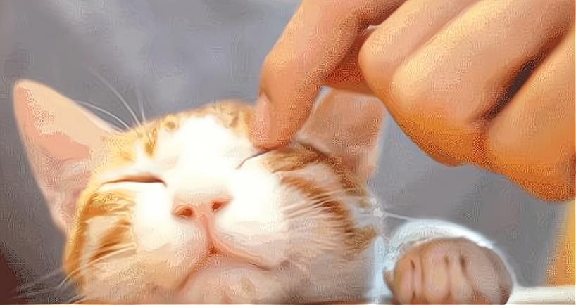 撸猫有什么风险,撸猫不能撸的几个部位