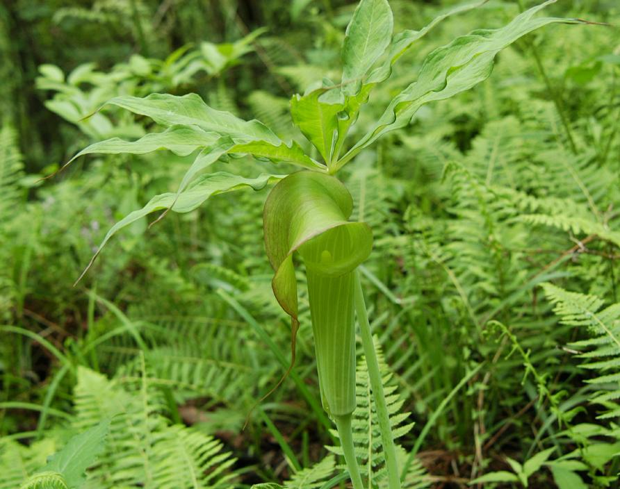 看图识药图片及答案,看图识别虫咬用什么药