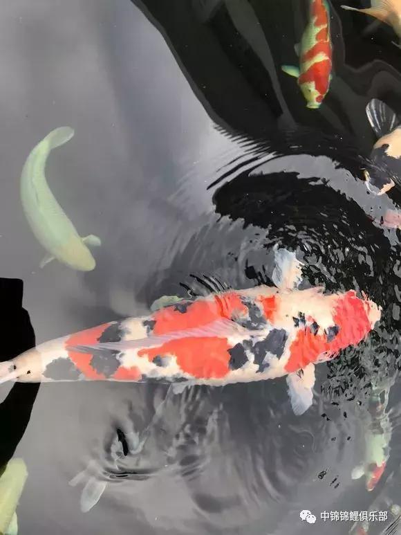 院子鱼池养入门锦鲤,新手养锦鲤和金鱼要用哪些设备