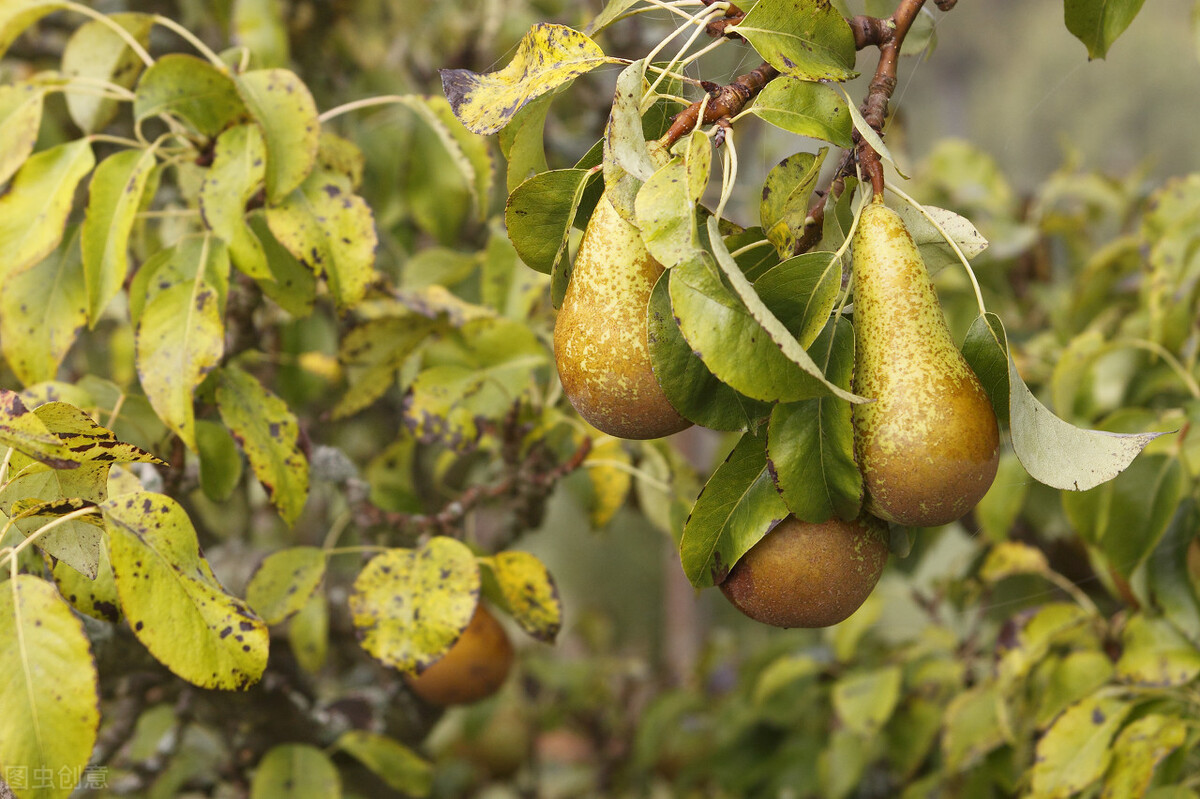 野山梨山西大同,云南大理野山梨