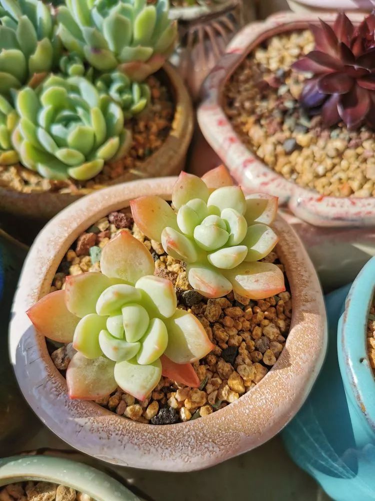 适合北方阳台党养的多肉,适合养在北阳台的多肉