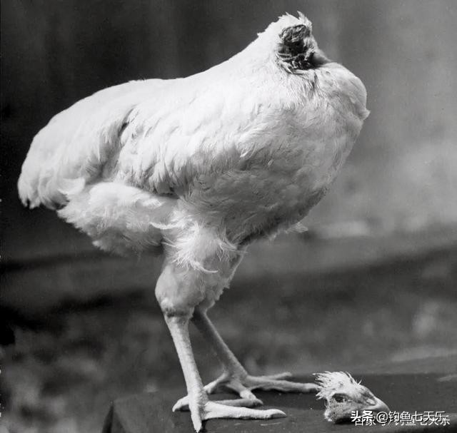 现实版“鱼坚强”！贵州一男子发现“无头鱼”，没了头竟然还能活