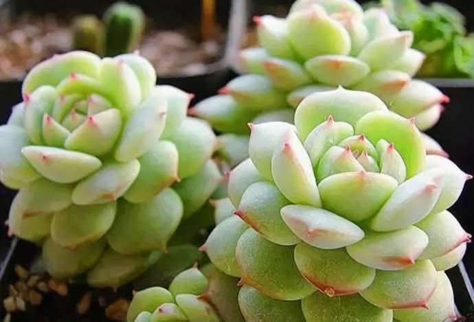 盆景多肉里有白色虫子,多肉燕子掌长白色虫子