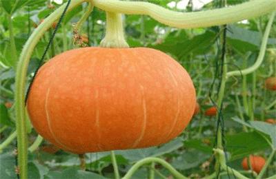 稻谷南瓜酒,山居酒