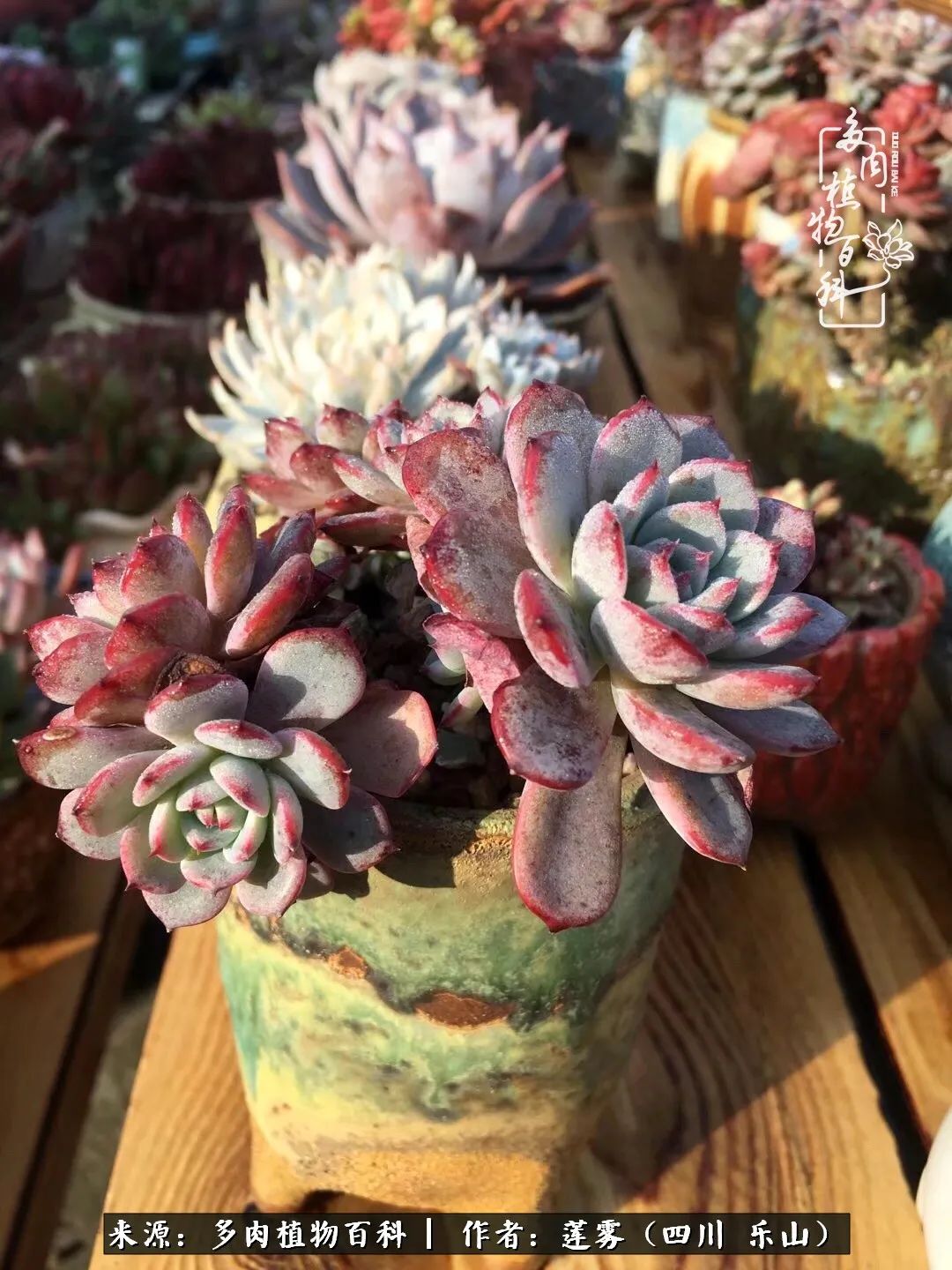 治愈系多肉精灵,初冬携一抹暖阳与多肉相伴