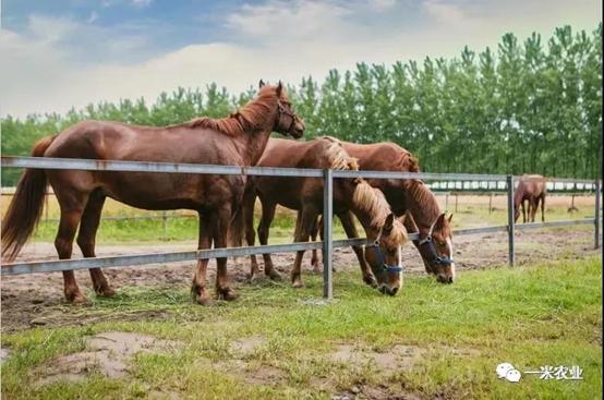 一年一度的黄桃季又来啦,黄桃丰收的季节到了