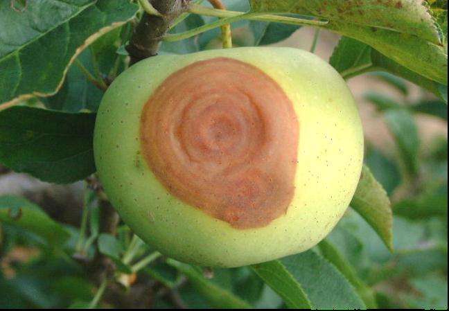 激素催熟着色副作用大！现在都用它