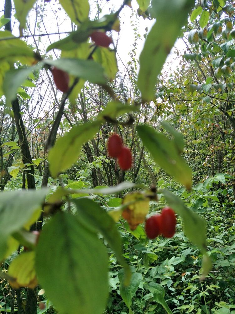 种地用的自制酵素,酵素种地效果怎么样