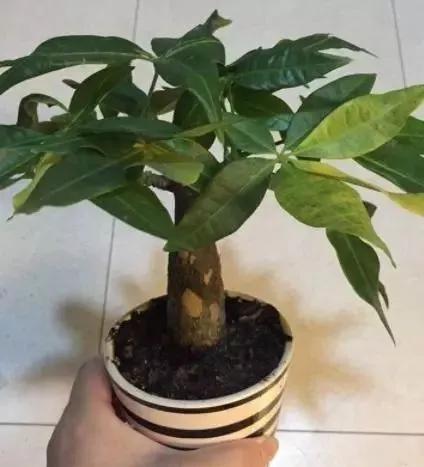 旺宅旺财耐寒小盆栽,什么盆栽最好养又旺宅