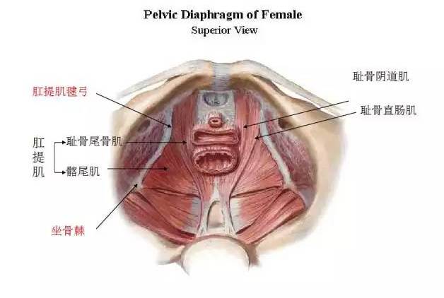产后凯格尔盆底肌训练视频,产后漏尿盆底肌恢复训练