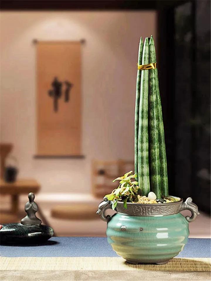 什么花放在家里最好看最实用,放家里风水好又好养的花有哪些